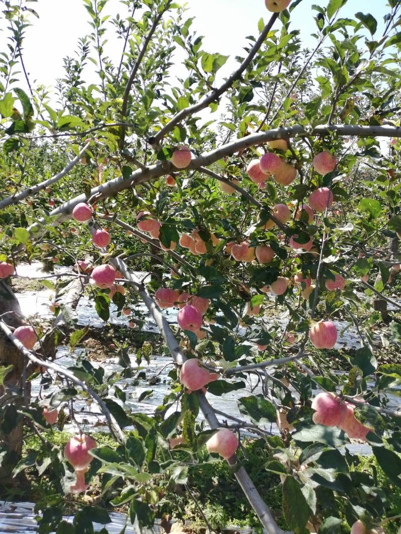 三门峡高山华冠苹果上市啦！