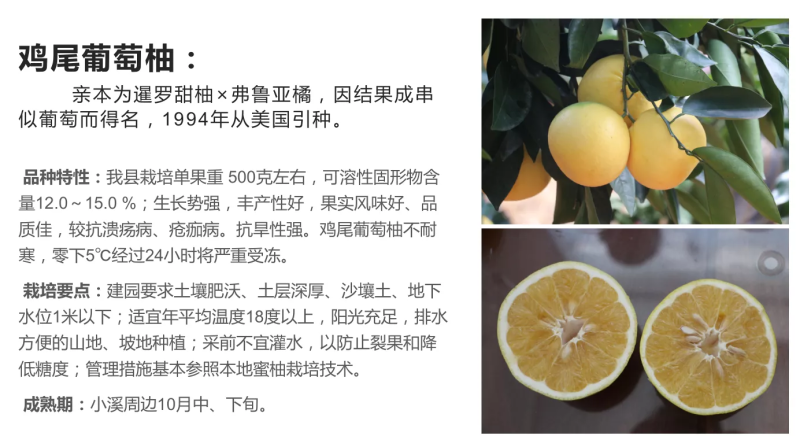产地直销甜葡萄柚鸡尾葡萄柚苗台湾青柚苗，青皮甜葡萄柚苗