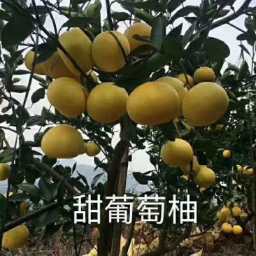 产地直销甜葡萄柚鸡尾葡萄柚苗台湾青柚苗，青皮甜葡萄柚苗