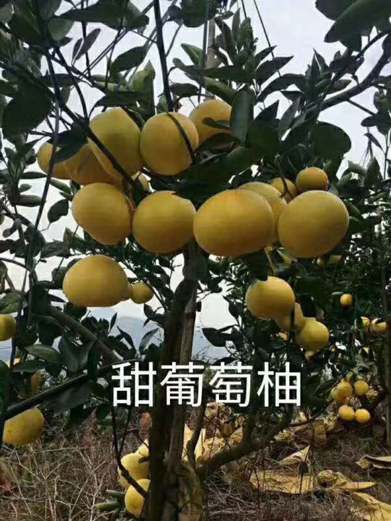 产地直销甜葡萄柚鸡尾葡萄柚苗台湾青柚苗，青皮甜葡萄柚苗