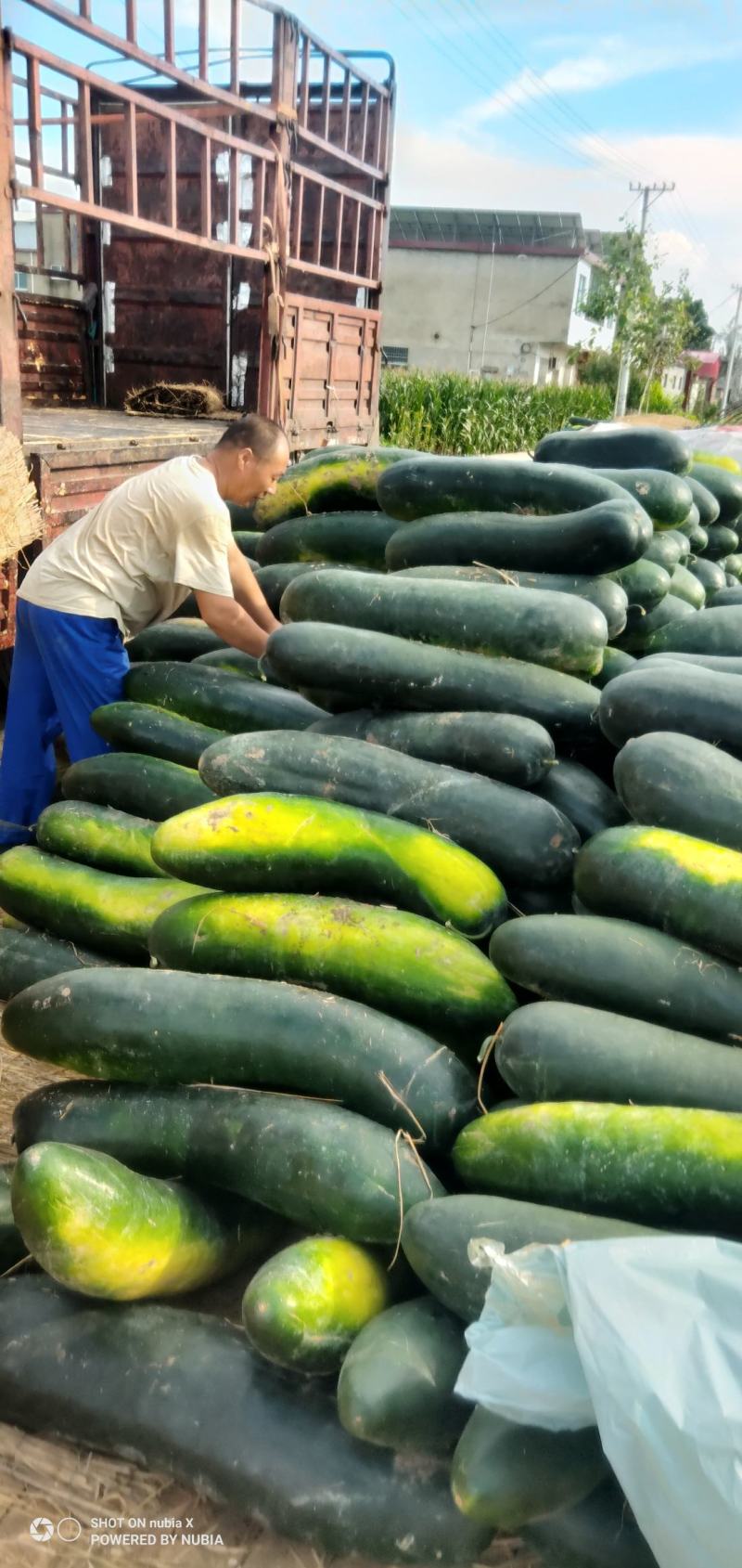 冬瓜黑皮冬瓜8月上市大量上市陆地冬瓜一手货源支持视频