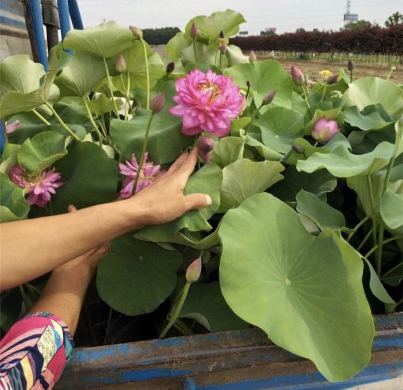 荷花种植基地