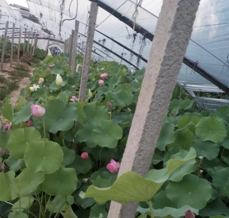 荷花种植基地