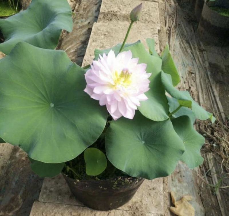 荷花种植基地