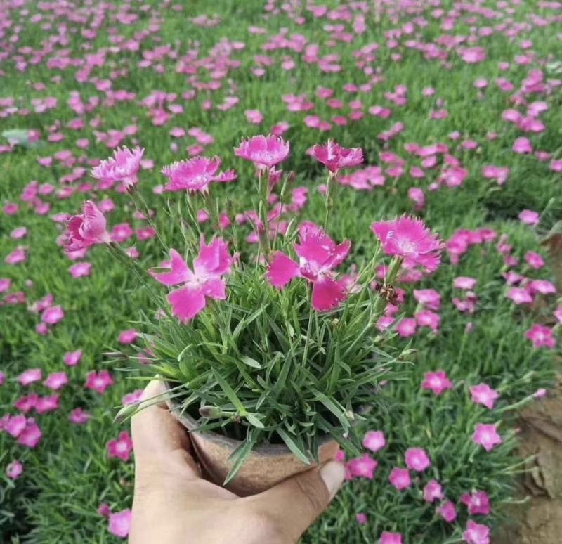 欧石竹