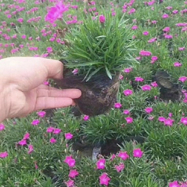 欧石竹