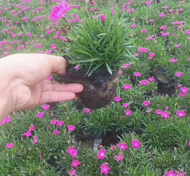 欧石竹