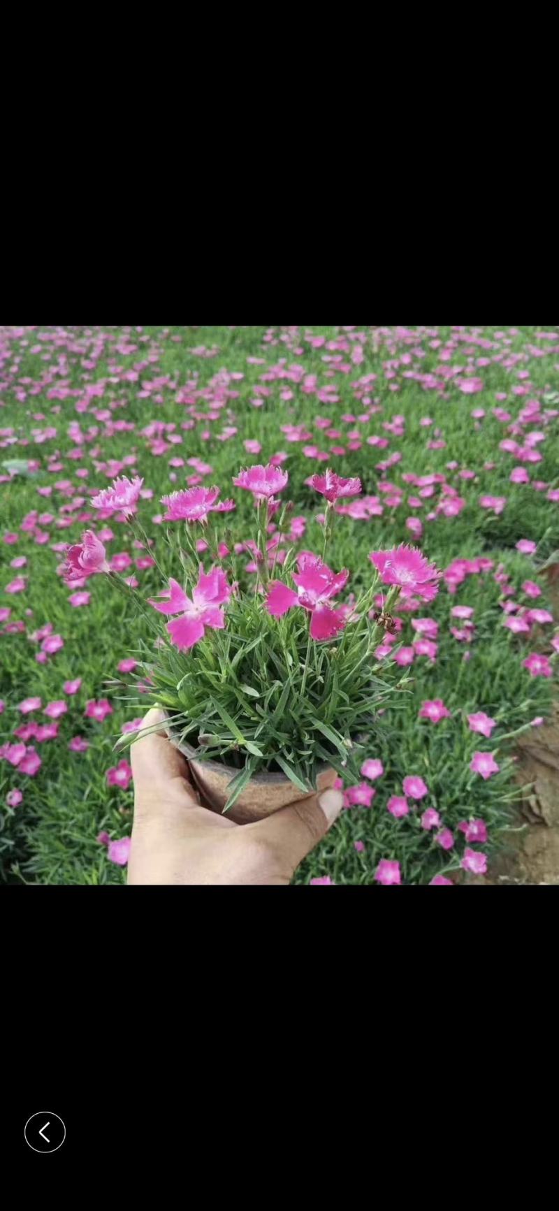 欧石竹