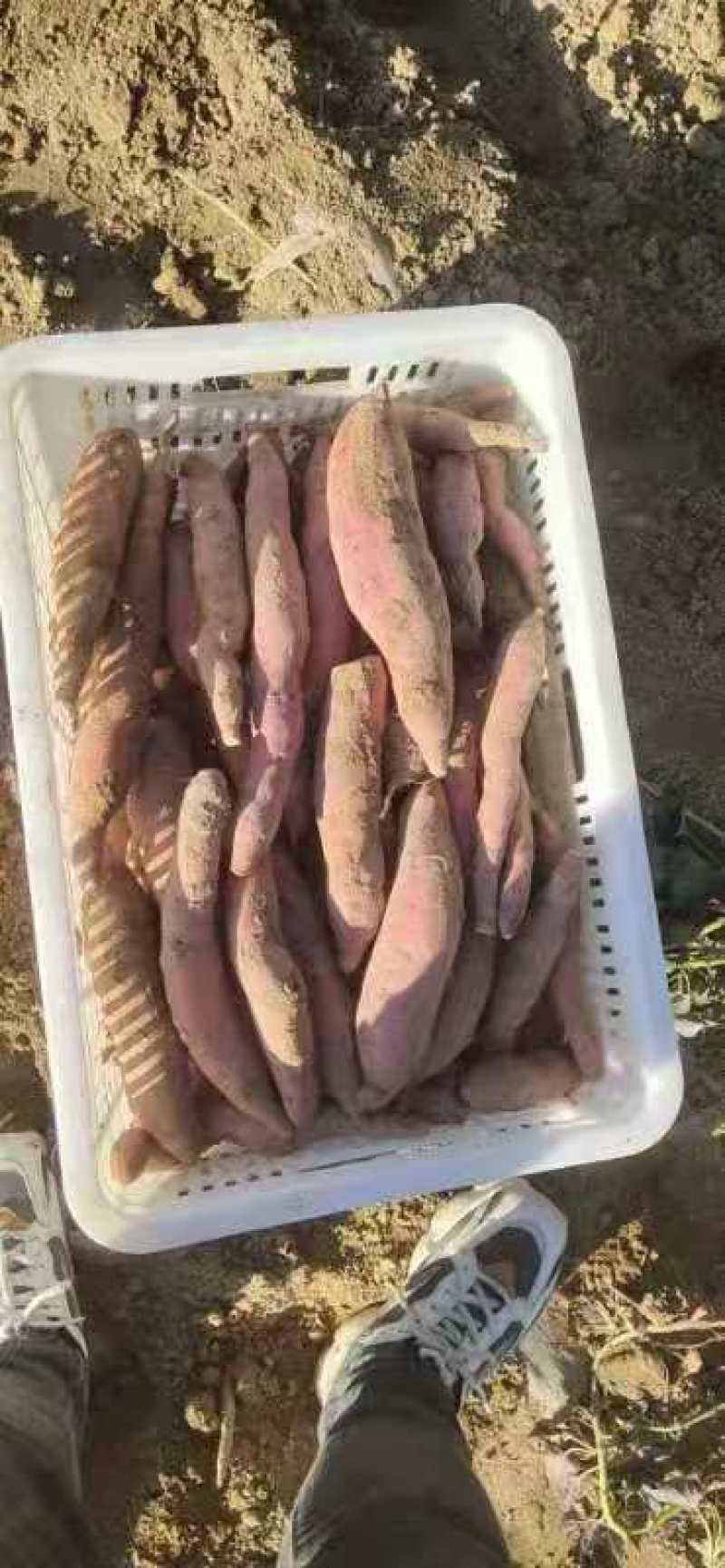 西瓜红精品西瓜红，西瓜红出药大量有货。营养嘉品