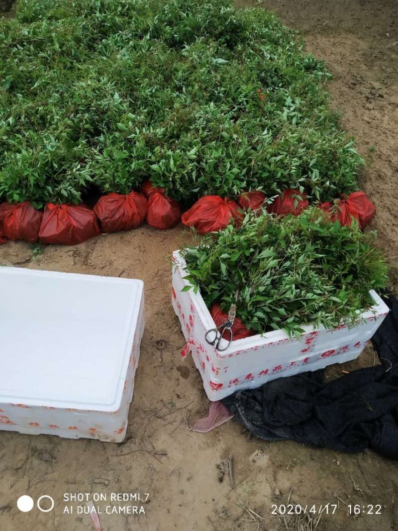 白蔹苗正品高含量