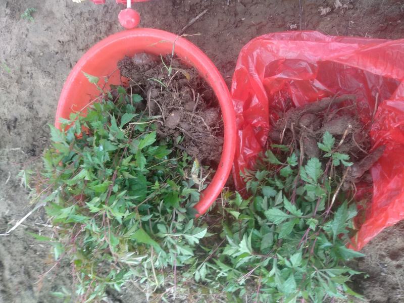 白蔹苗正品高含量