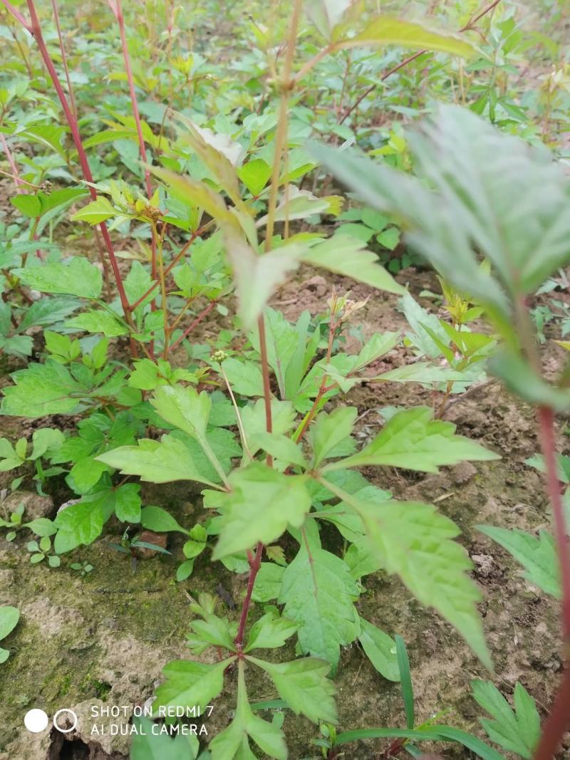 白蔹苗正品高含量