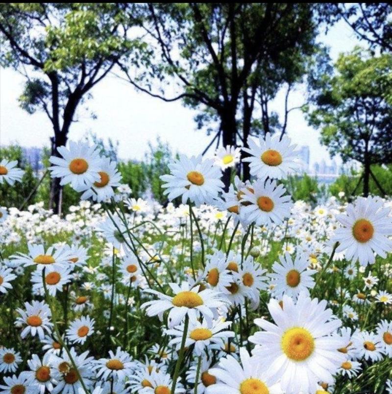 大滨菊