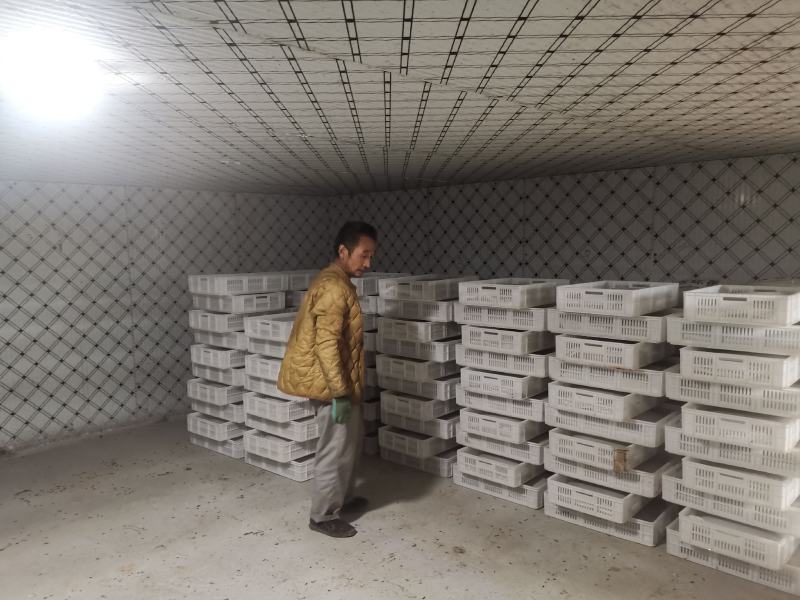 黑水虻冰鲜虫