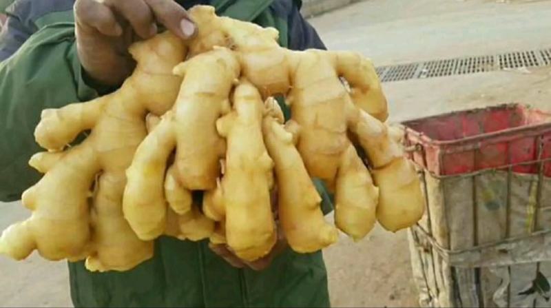 精品生姜产地批发一手货源价格便宜坏烂包陪