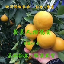 黄美人柑橘苗爱媛68种苗品质保证签合同出售保湿发货