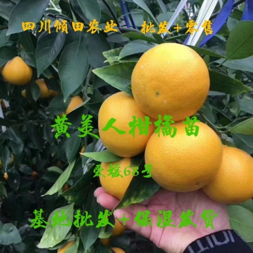 黄美人柑橘苗爱媛68种苗品质保证签合同出售保湿发货