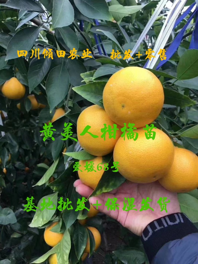 黄美人柑橘苗爱媛68种苗品质保证签合同出售保湿发货