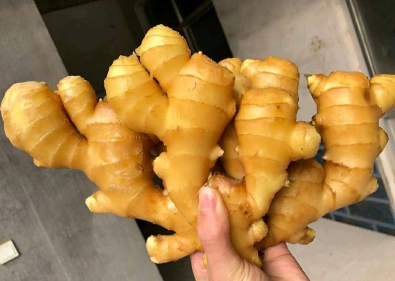 精品生姜产地批发一手货源价格便宜坏烂包陪