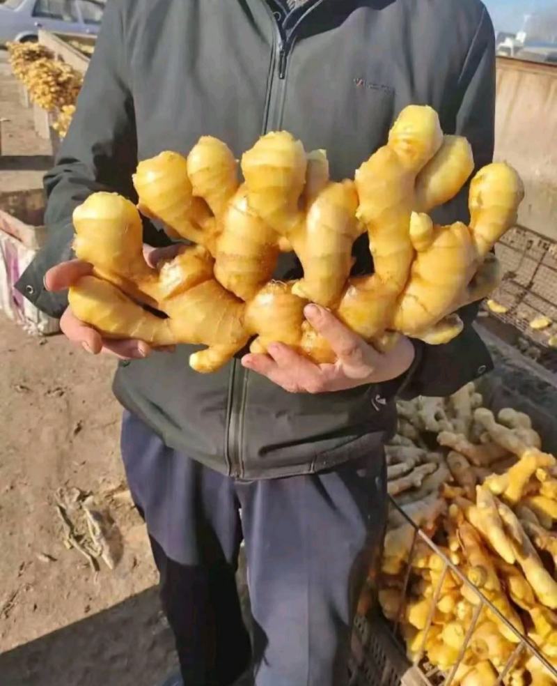 精品生姜产地批发一手货源价格便宜坏烂包陪