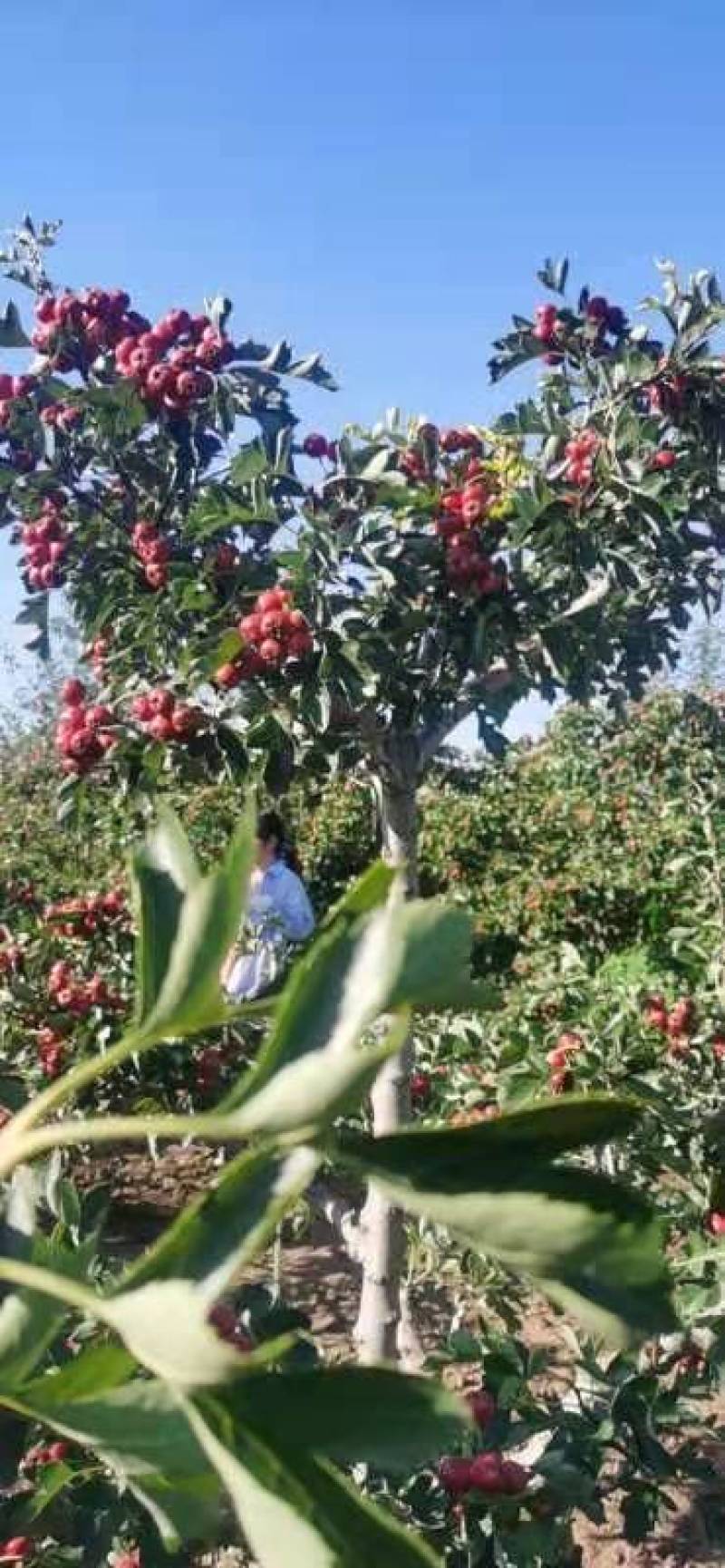 出售山楂果大金星山楂果山楂果量大批发箱子装