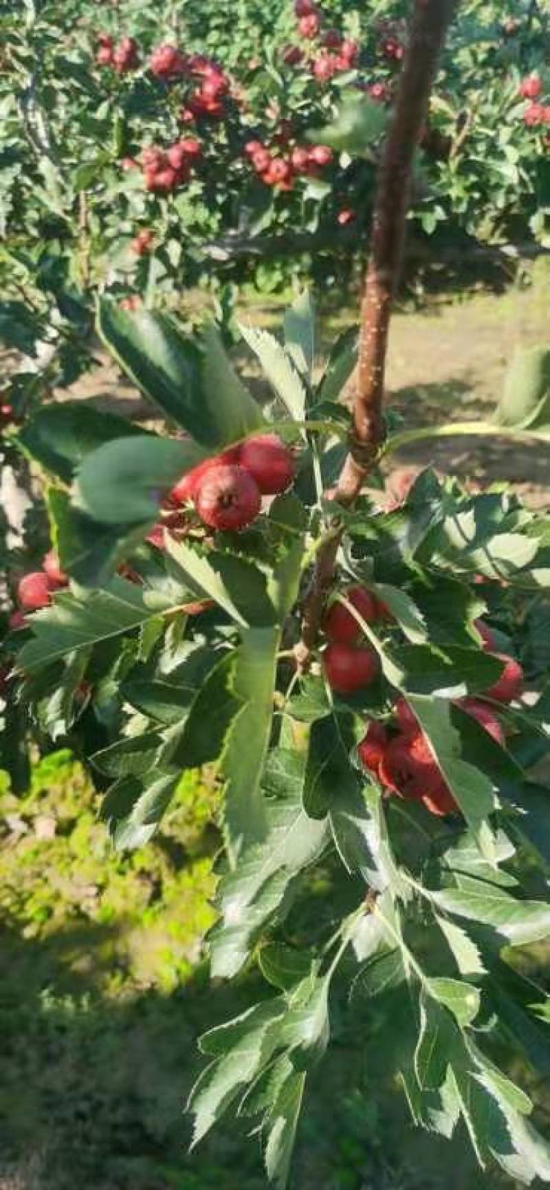 出售山楂果大金星山楂果山楂果量大批发箱子装