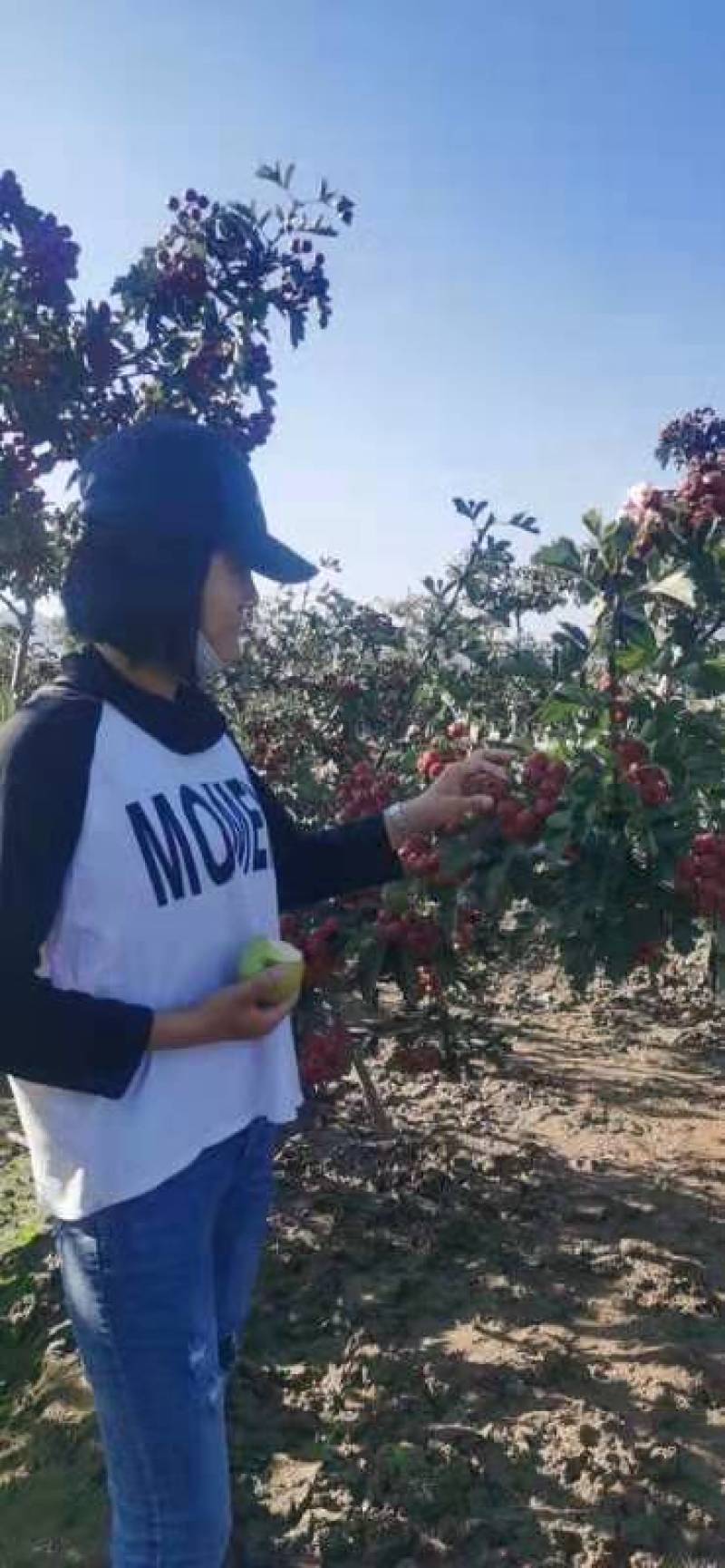 出售山楂果大金星山楂果山楂果量大批发箱子装