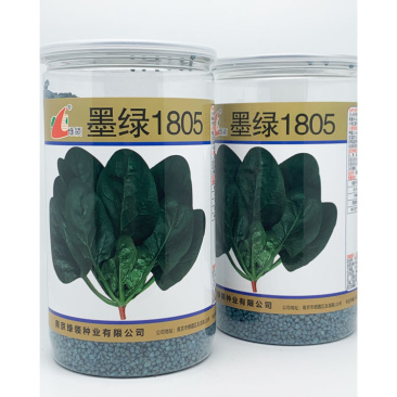 墨绿1805大圆叶菠菜种子高产抗病春秋越冬菠菜籽600克