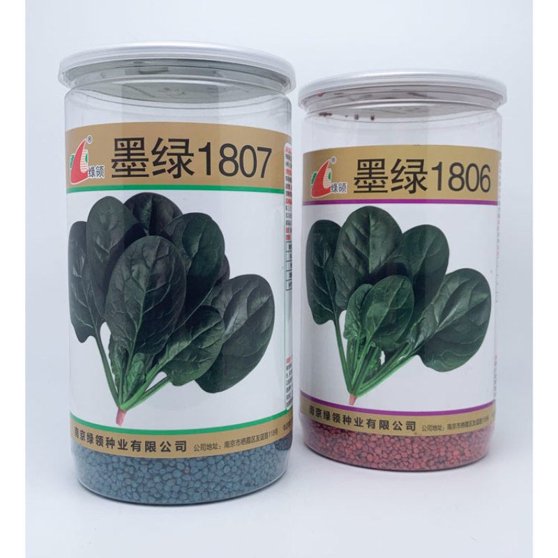 墨绿1805大圆叶菠菜种子高产抗病春秋越冬菠菜籽600克