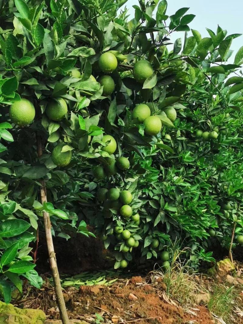《一件代发》云南新平冰糖橙，香甜可口，美味多汁，孕妇必备