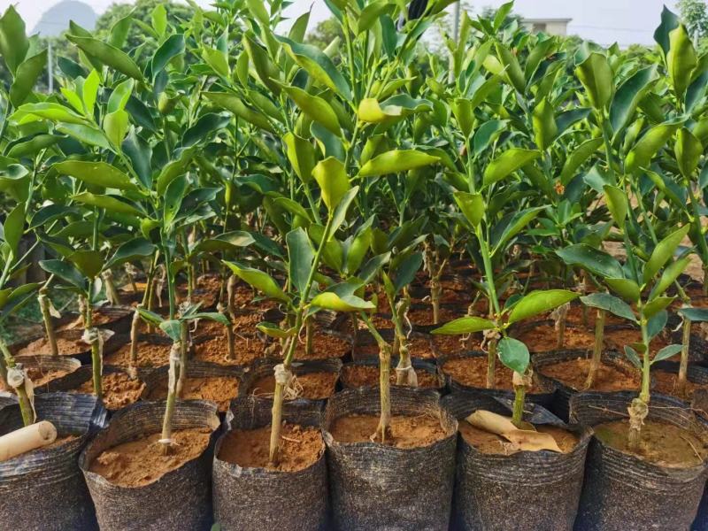 脆蜜金柑苗脆蜜金橘一年嫁接苗，杯苗，脆蜜金柑美植袋苗