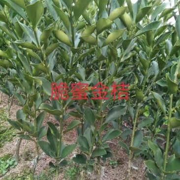 脆蜜金柑苗脆蜜金橘一年嫁接苗，杯苗，脆蜜金柑美植袋苗