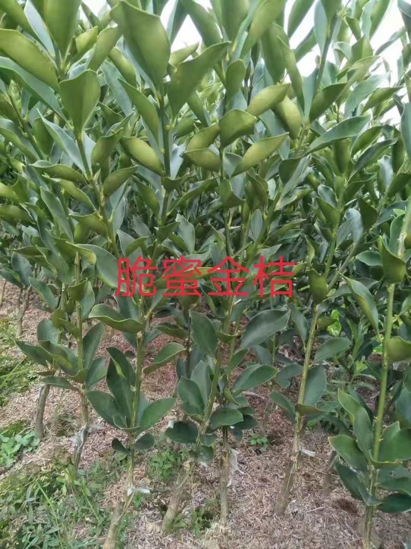 脆蜜金柑苗脆蜜金橘一年嫁接苗，杯苗，脆蜜金柑美植袋苗