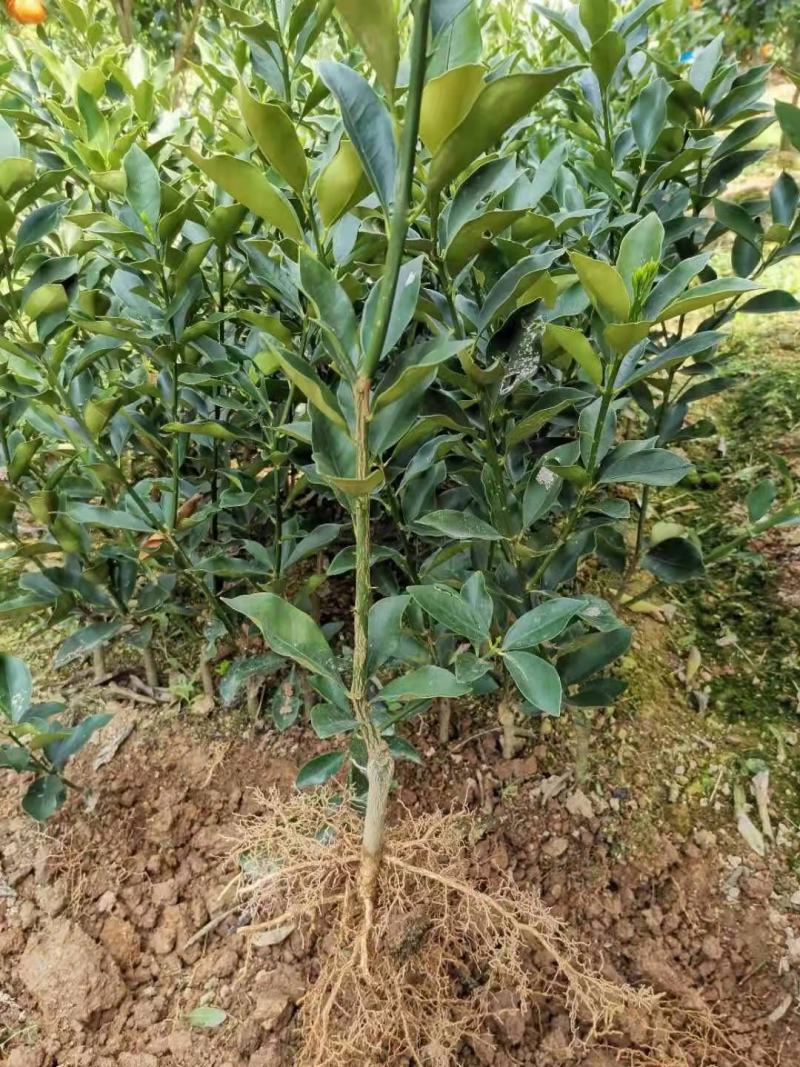 脆蜜金柑苗脆蜜金橘一年嫁接苗，杯苗，脆蜜金柑美植袋苗
