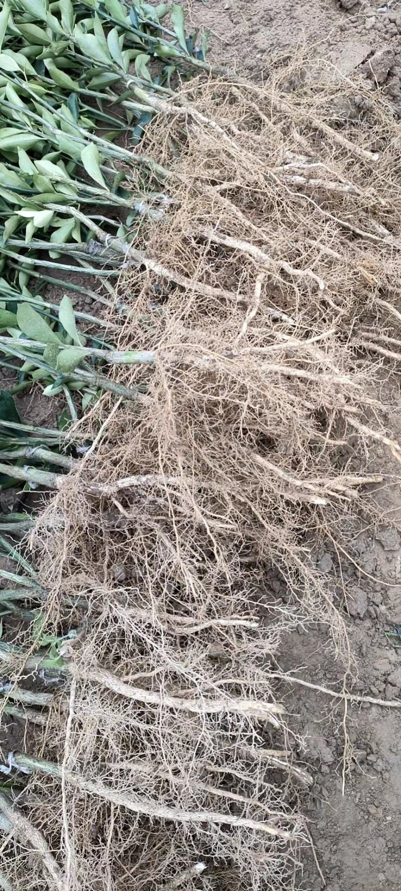 脆蜜金柑苗脆蜜金橘一年嫁接苗，杯苗，脆蜜金柑美植袋苗