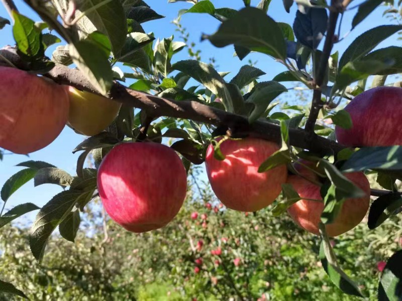 昭通丑苹果糖心苹果火热上市大量批发品质保证