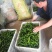 辣妹子，螺丝椒，皱皮椒，小皱皮，潍坊青州德刚瓜菜合作社，