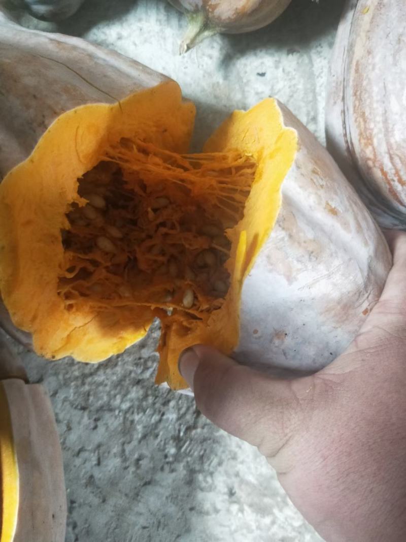 有优惠精品海南金韩蜜本南瓜品种齐全产地种植价格合理