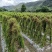 养肝草种植大户追求品质一手货源一年四季现挖现卖保持货新鲜