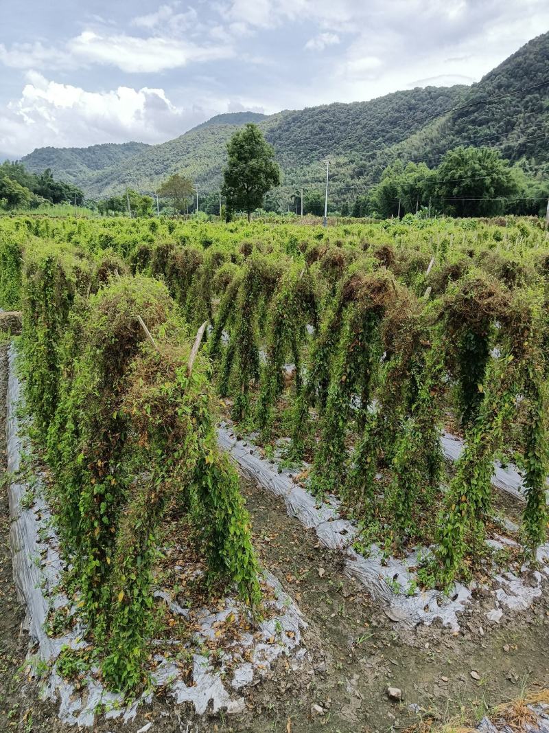 养肝草种植大户追求品质一手货源一年四季现挖现卖保持货新鲜