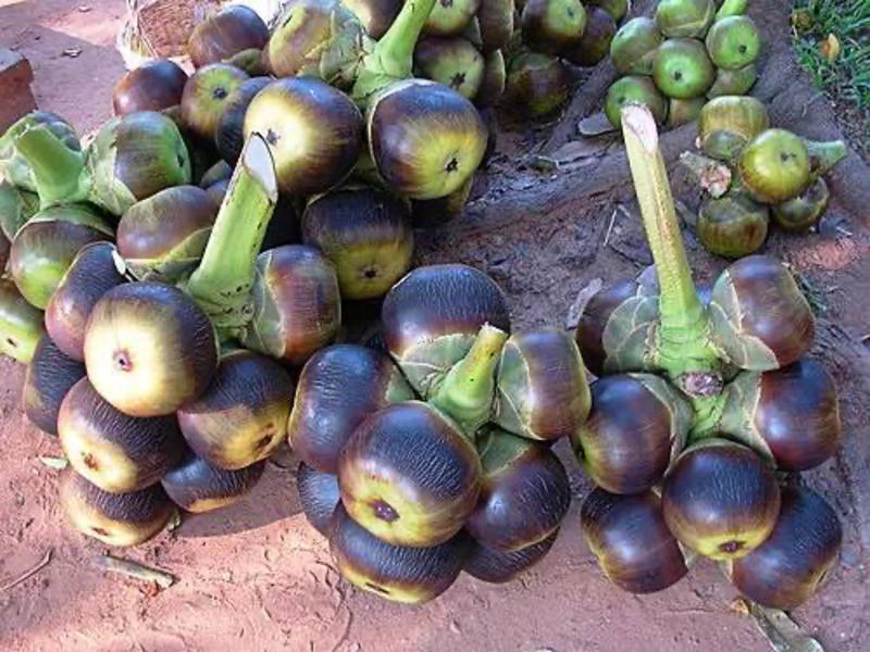 进口糖棕苗印度糖棕水果苗木供应