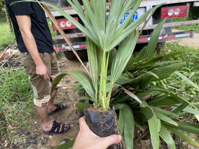 进口糖棕苗印度糖棕水果苗木供应