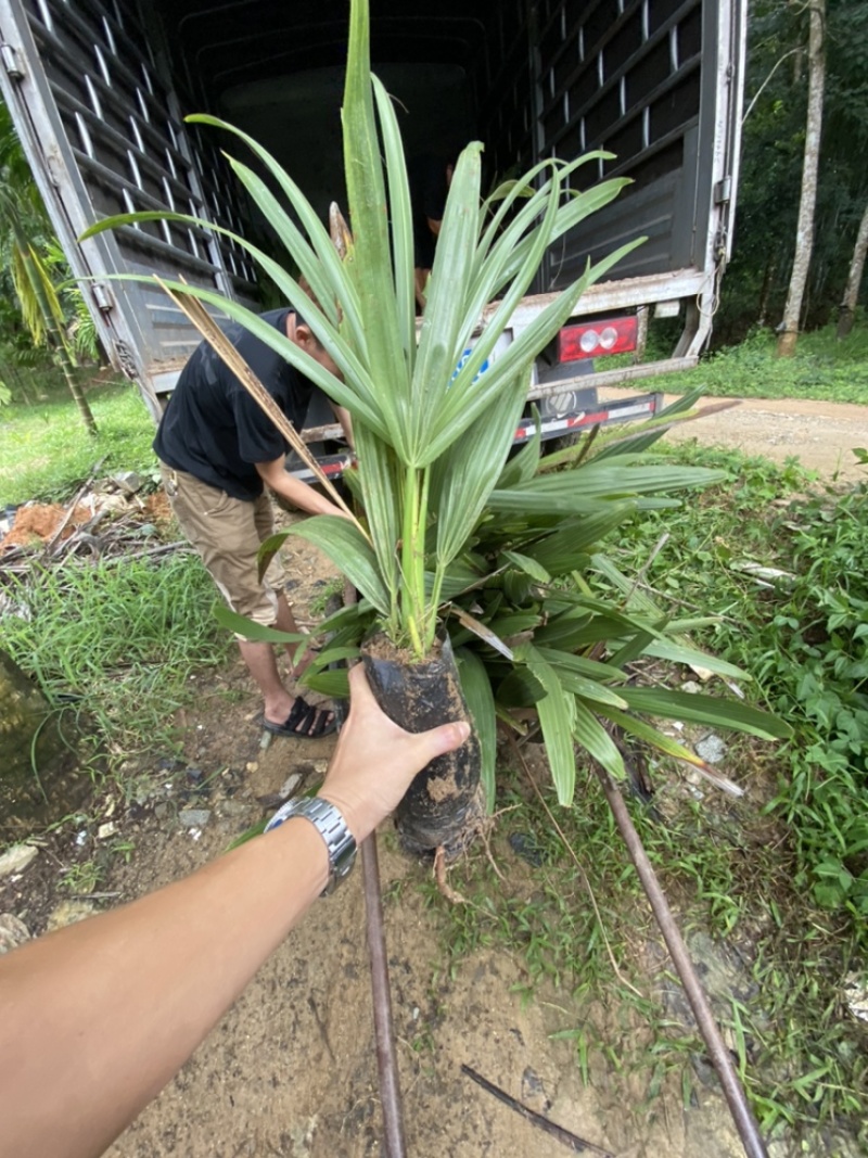 进口糖棕苗印度糖棕水果苗木供应