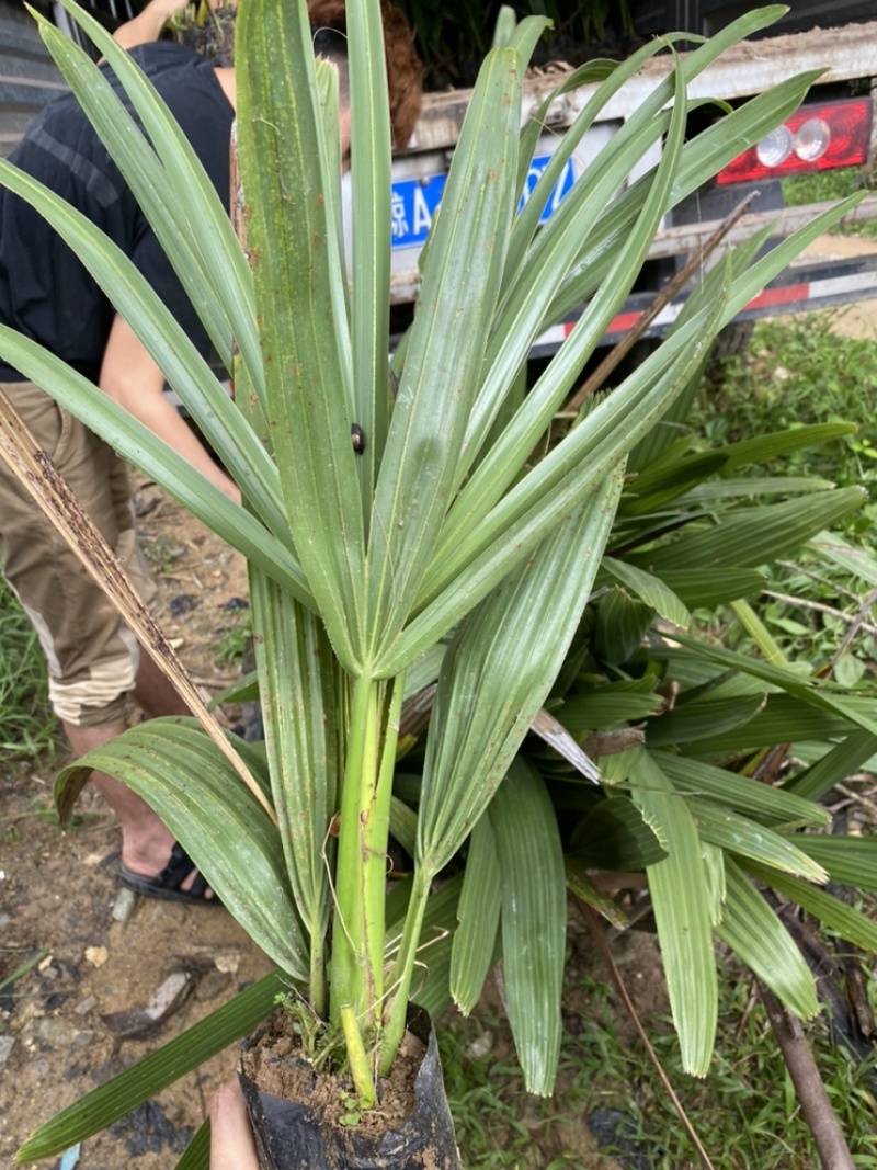 进口糖棕苗印度糖棕水果苗木供应