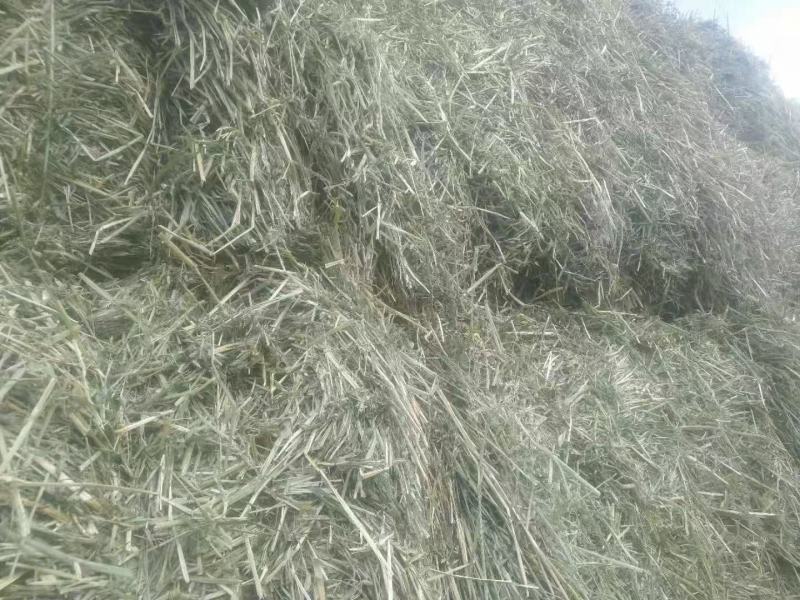 燕麦草种植甘肃优质高山燕麦草种植基地玉门胜陇源草业