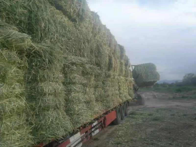 燕麦草种植甘肃优质高山燕麦草种植基地玉门胜陇源草业