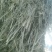 燕麦草种植甘肃优质高山燕麦草种植基地玉门胜陇源草业