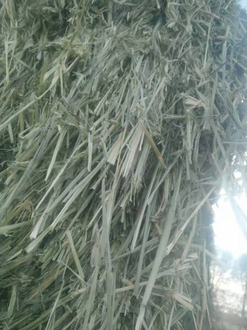 燕麦草种植甘肃优质高山燕麦草种植基地玉门胜陇源草业
