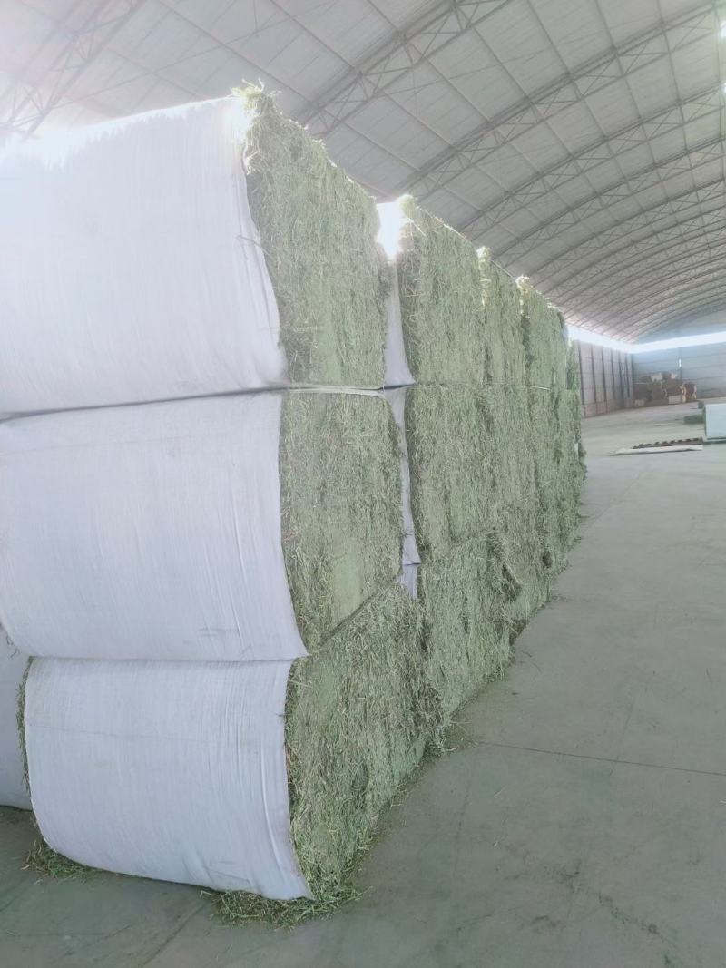 燕麦草种植甘肃优质高山燕麦草种植基地玉门胜陇源草业