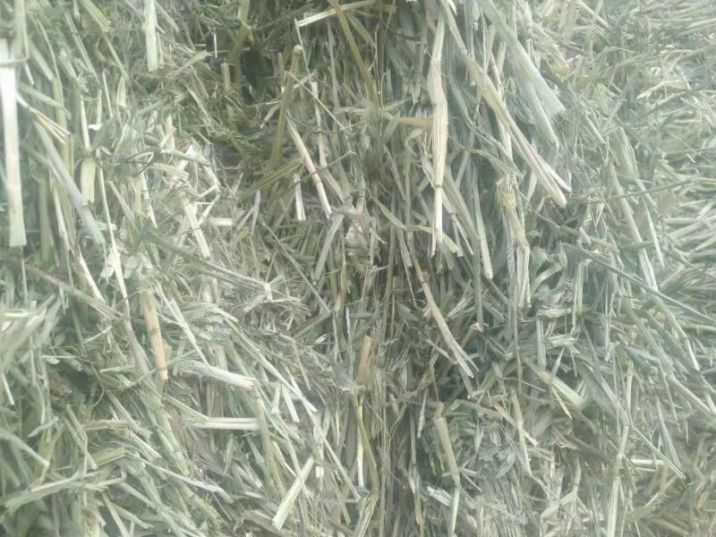 燕麦草种植甘肃优质高山燕麦草种植基地玉门胜陇源草业